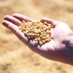 Argentina Soybean Meal Reenters Chinese Market, Reshaping Global Ag Supply Chains and Challenging U.S. Export Dominance