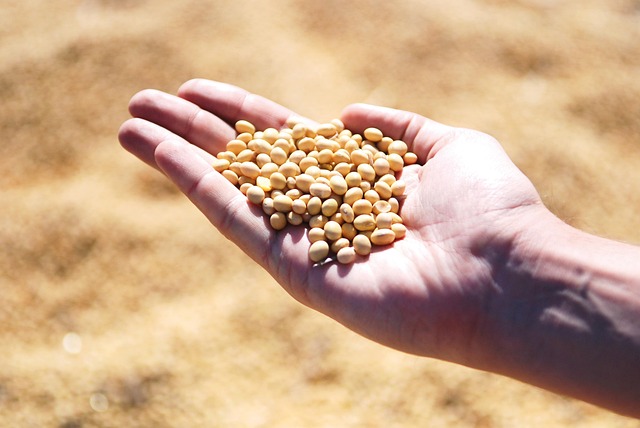 Argentina Soybean Meal Reenters Chinese Market, Reshaping Global Ag Supply Chains and Challenging U.S. Export Dominance