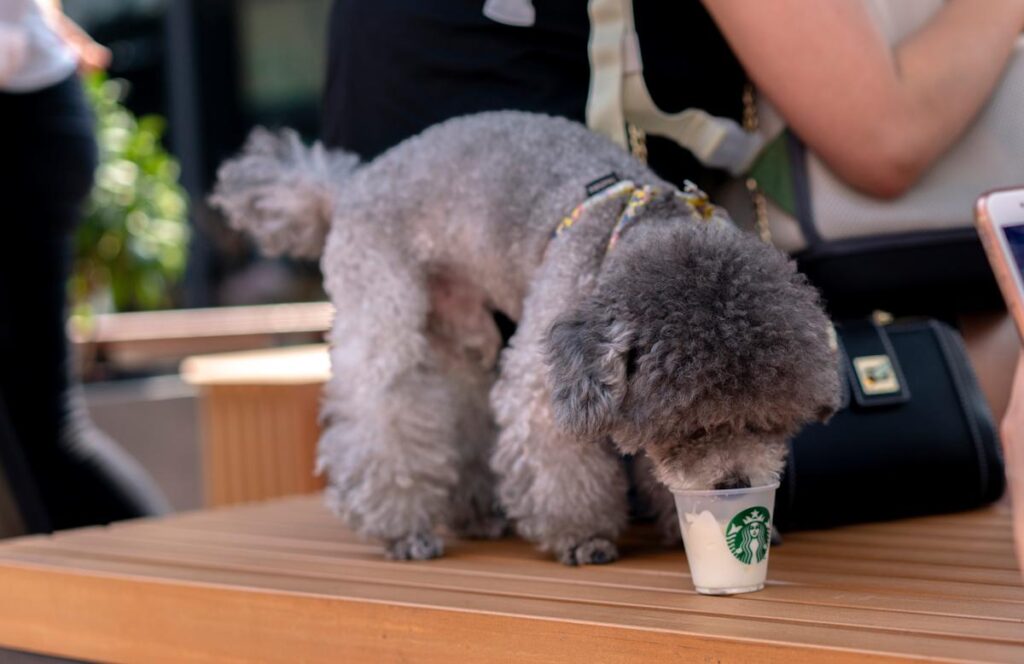Starbucks’ 2025 Revival: Blending Hospitality and High-Tech Delivery to Reclaim Coffeehouse Leadership