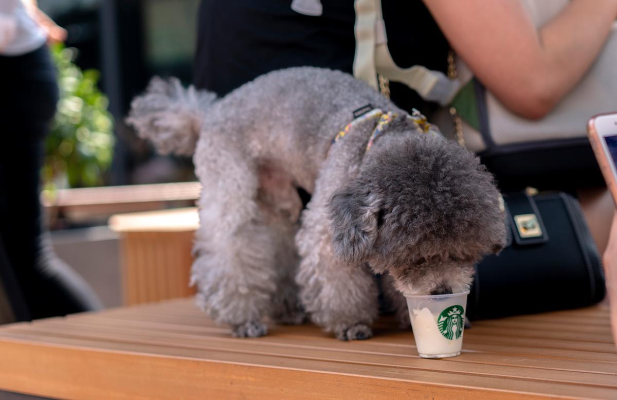 Starbucks’ 2025 Revival: Blending Hospitality and High-Tech Delivery to Reclaim Coffeehouse Leadership