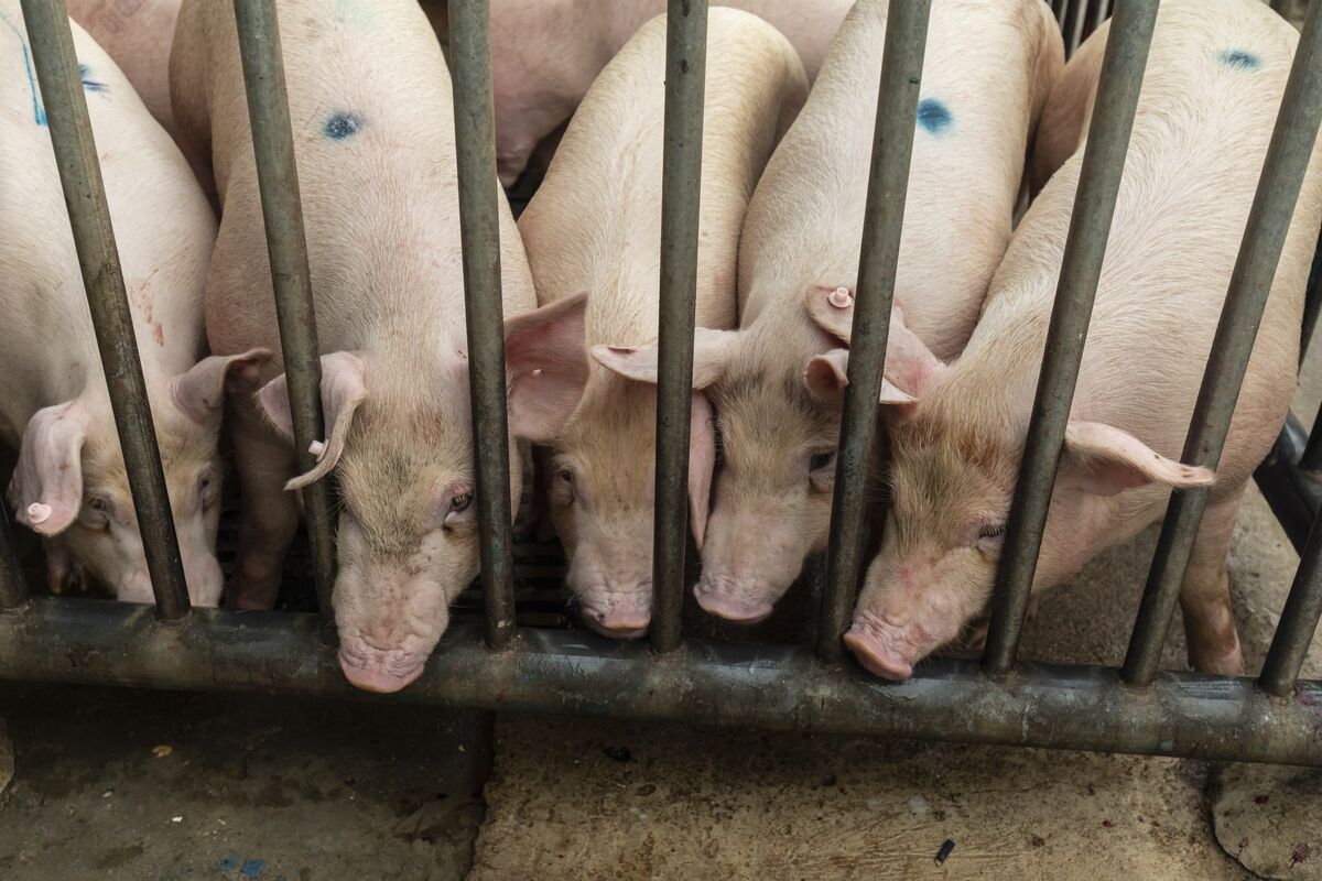 China’s Pork Industry Shift: Cutting 1 Million Sows to Stabilize Prices and Supply in 2025