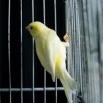 First Brands Bankruptcy: Is Private Credit Facing Its Own ‘Subprime Crisis’?