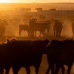 Trump Expands Argentine Beef Imports to Cool Record-Breaking US Ground Beef Prices