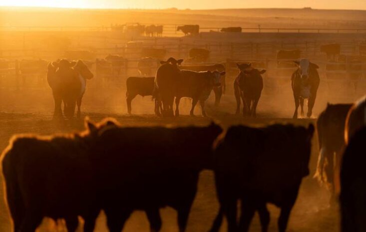 Trump Expands Argentine Beef Imports to Cool Record-Breaking US Ground Beef Prices