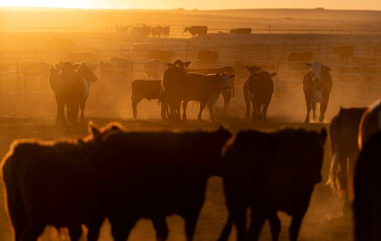 Trump Expands Argentine Beef Imports to Cool Record-Breaking US Ground Beef Prices